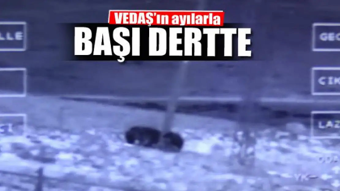 VEDAŞ'ın ayılarla başı dertte