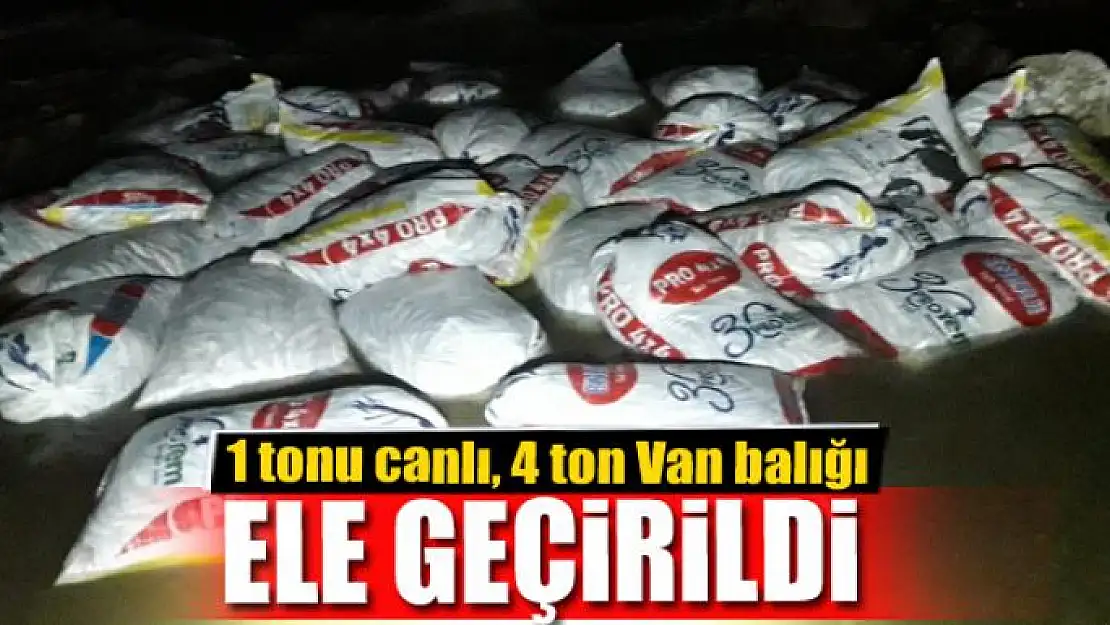 1 tonu canlı, 4 ton Van balığı ele geçirildi 