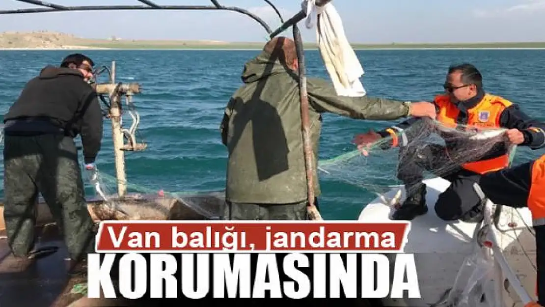 Van balığı, jandarma korumasında