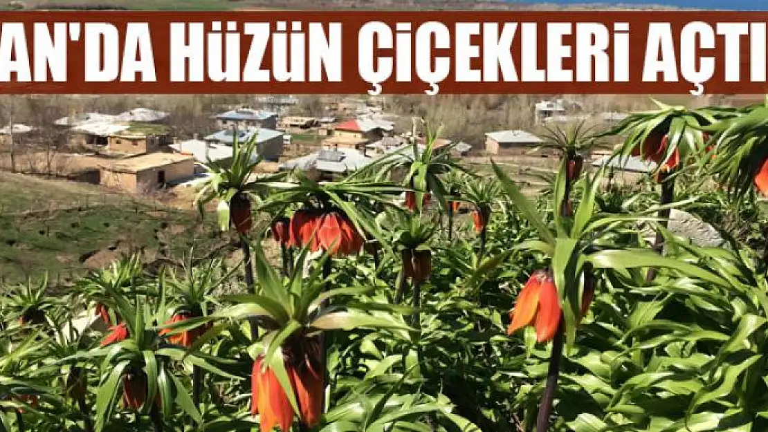 Van'da hüzün çiçekleri açtı 