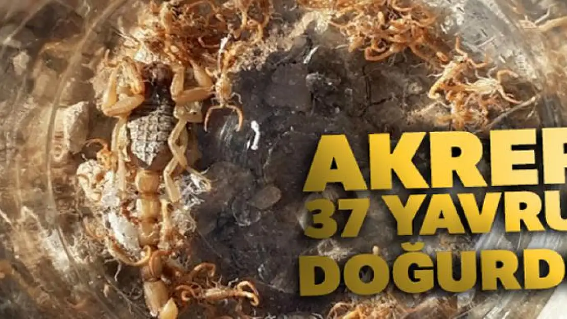 Aydın'da bir akrep 37 yavru doğurdu