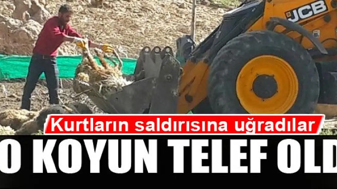 Kurtların saldırısında 70 koyun telef oldu