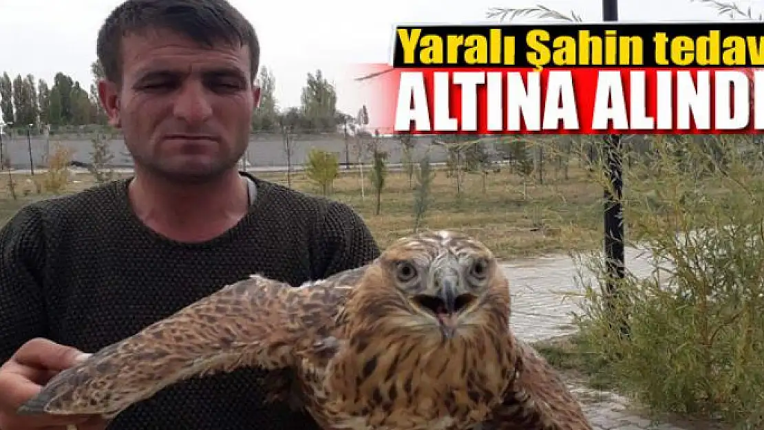 Yaralı Şahin tedavi altına alındı