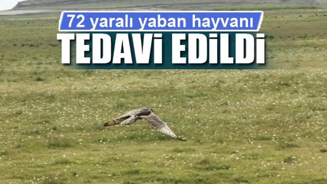 72 yaralı yaban hayvanı tedavi edildi