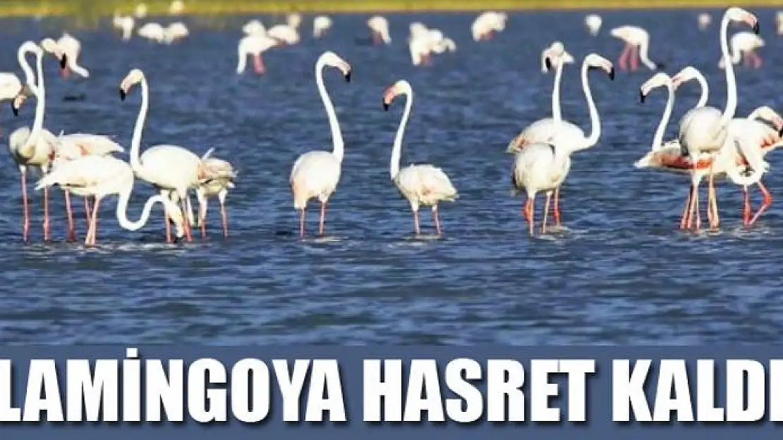 Vanlılar bu yıl flamingoya hasret