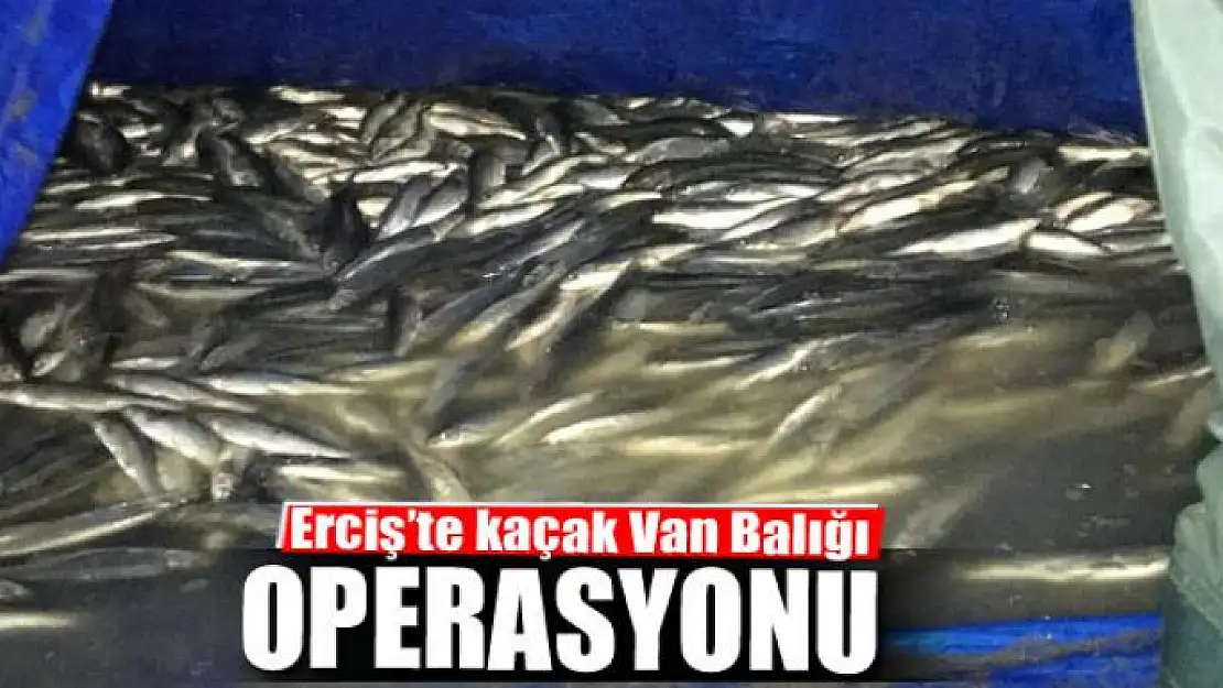 Erciş'te kaçak Van Balığı operasyonu