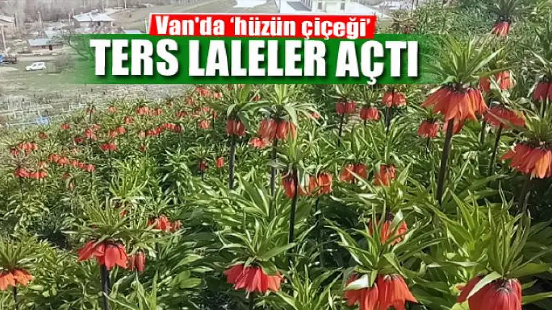 Van'da 'hüzün çiçeği' ters laleler açtı