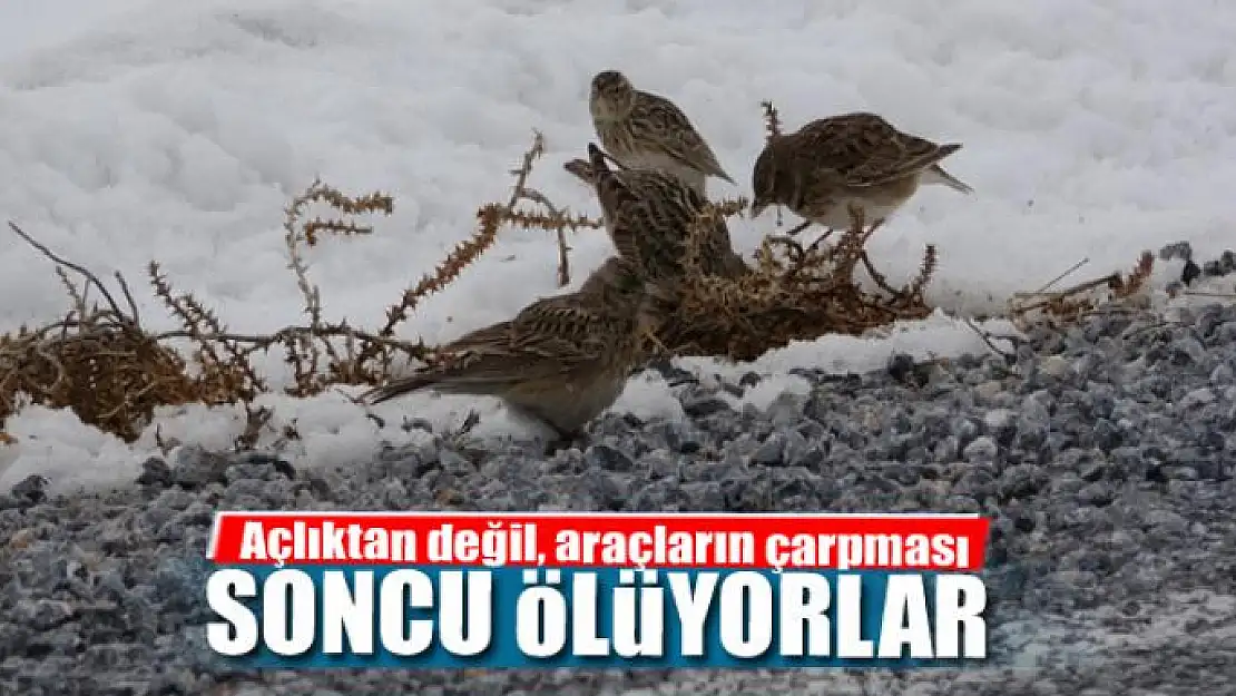 Açlıktan değil, araçların çarpması soncu ölüyorlar