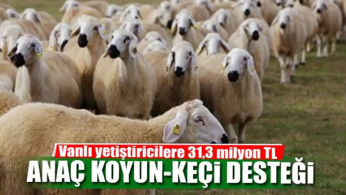 Vanlı yetiştiricilere 31,3 milyon TL anaç koyun-keçi desteği