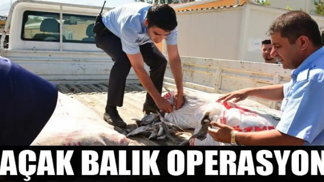 Kaçak balık operasyonu