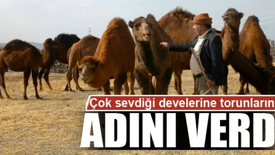 Çok sevdiği develerine torunlarının adını verdi