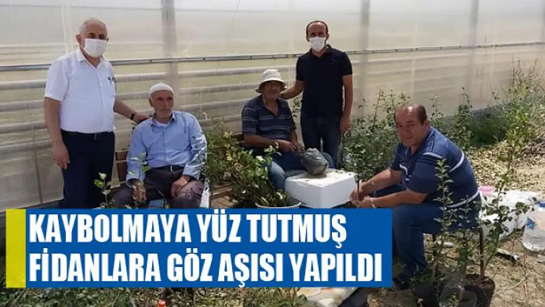 Kaybolmaya yüz tutmuş fidanlara göz aşısı yapıldı