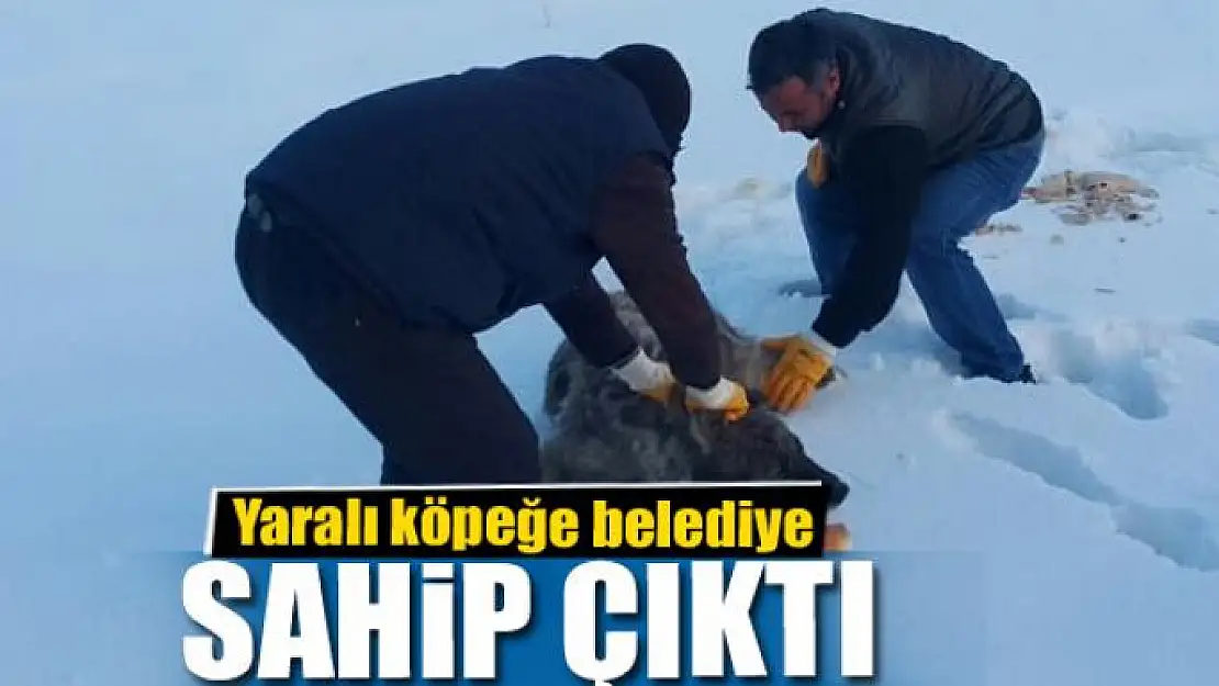 Yaralı köpeğe belediye sahip çıktı