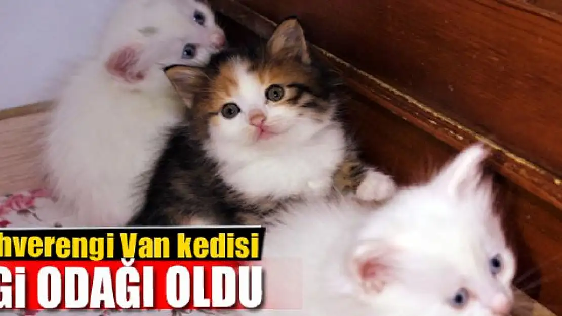 Kahverengi Van kedisi ilgi odağı oldu