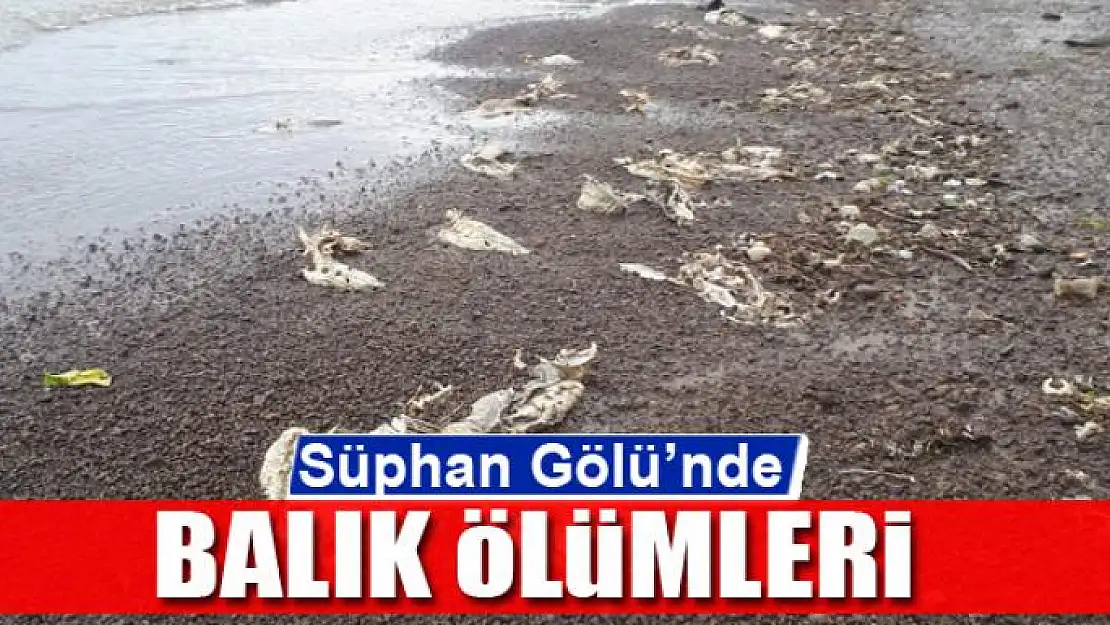 Süphan Gölü'nde balık ölümleri