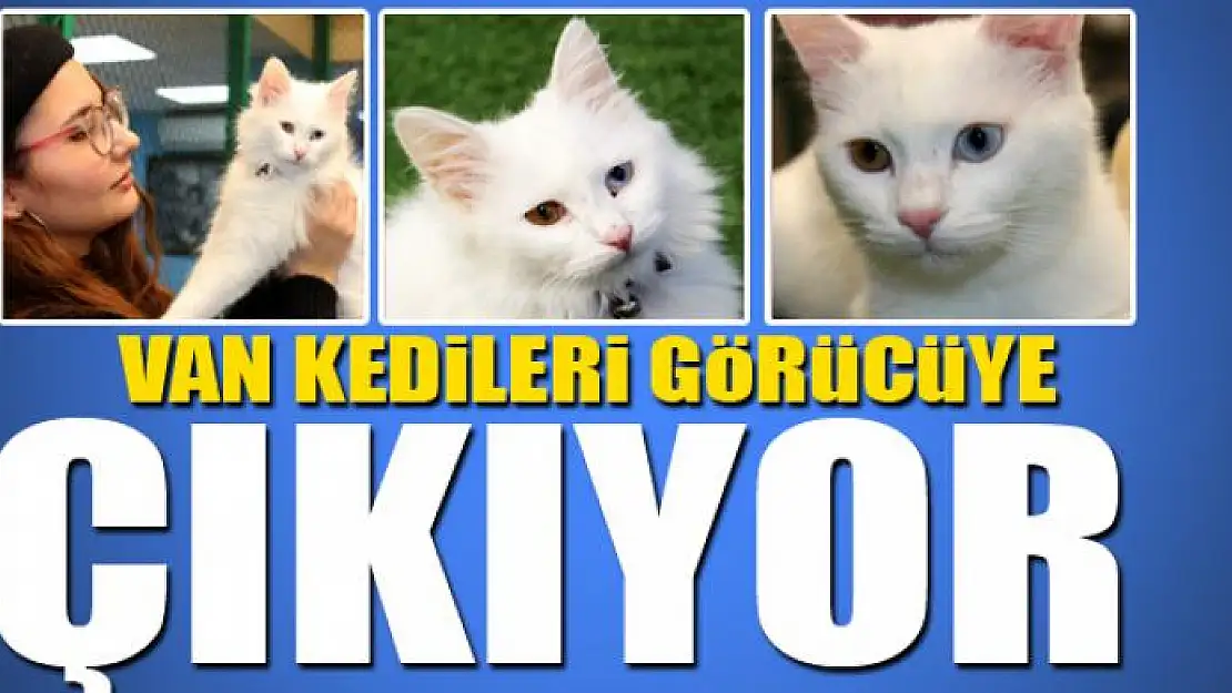 Van kedileri görücüye çıkıyor 