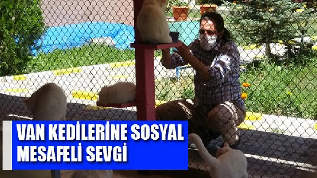 Van kedilerine sosyal mesafeli sevgi