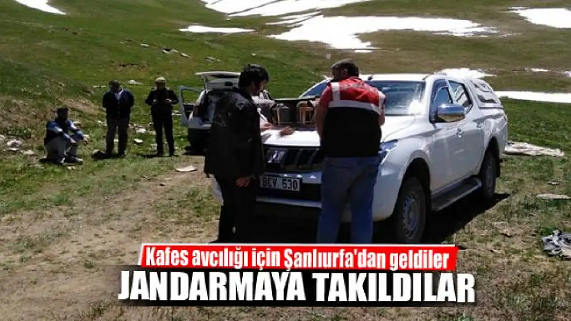 Kafes avcılığı için Şanlıurfa'dan geldiler, jandarmaya takıldılar