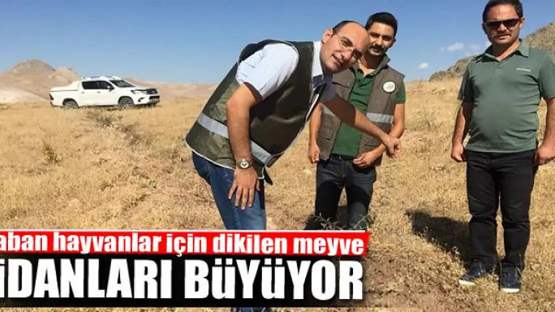 Yaban hayvanlar için dikilen meyve fidanları büyüyor