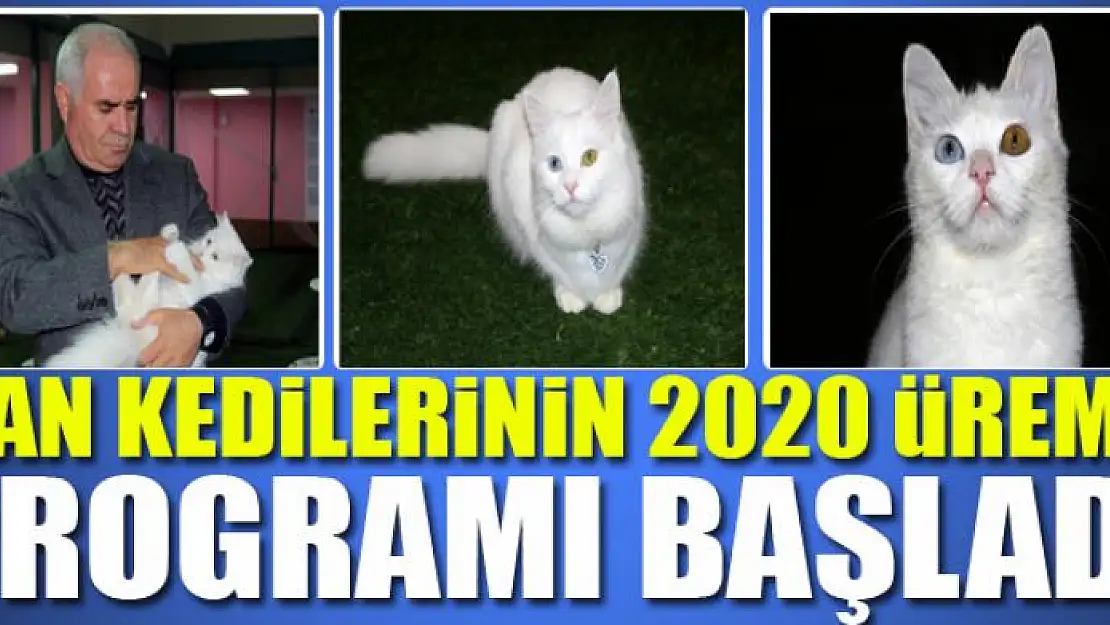 Van kedilerinin 2020 üreme programı başladı