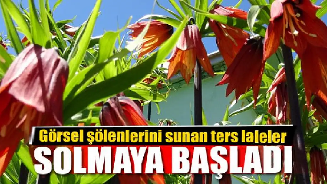 Görsel şölenlerini sunan ters laleler solmaya başladı