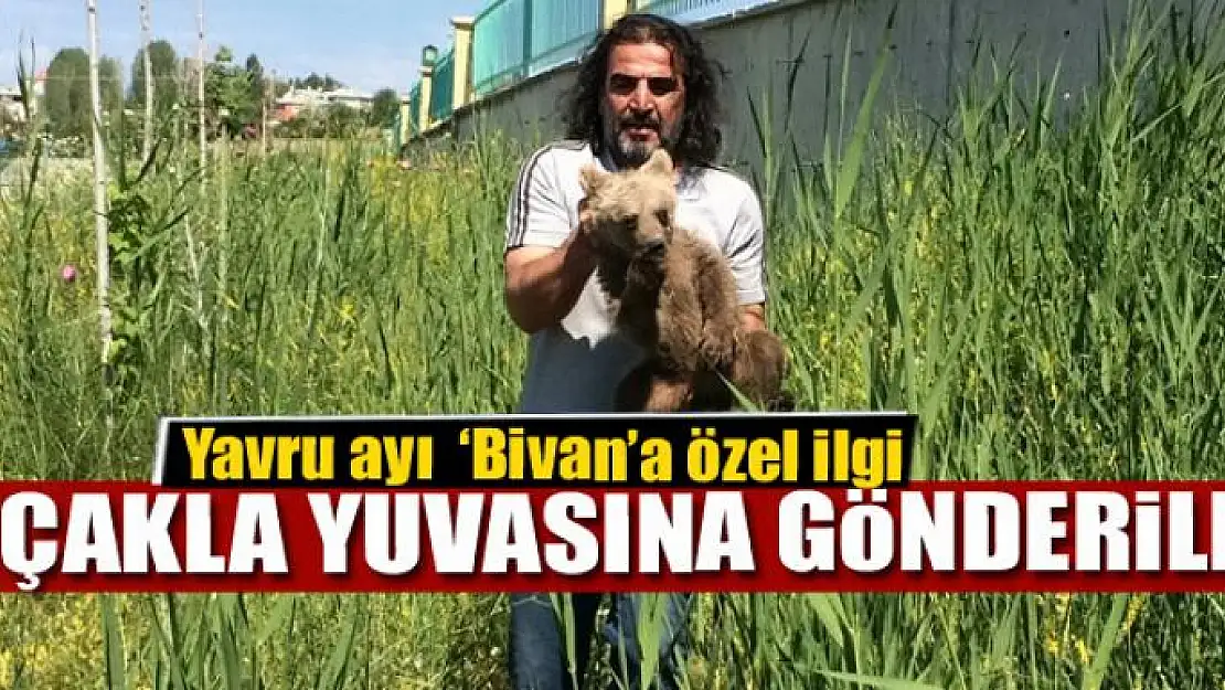 Tedavisi tamamlanan yavru ayı birinci sınıf yolculuk