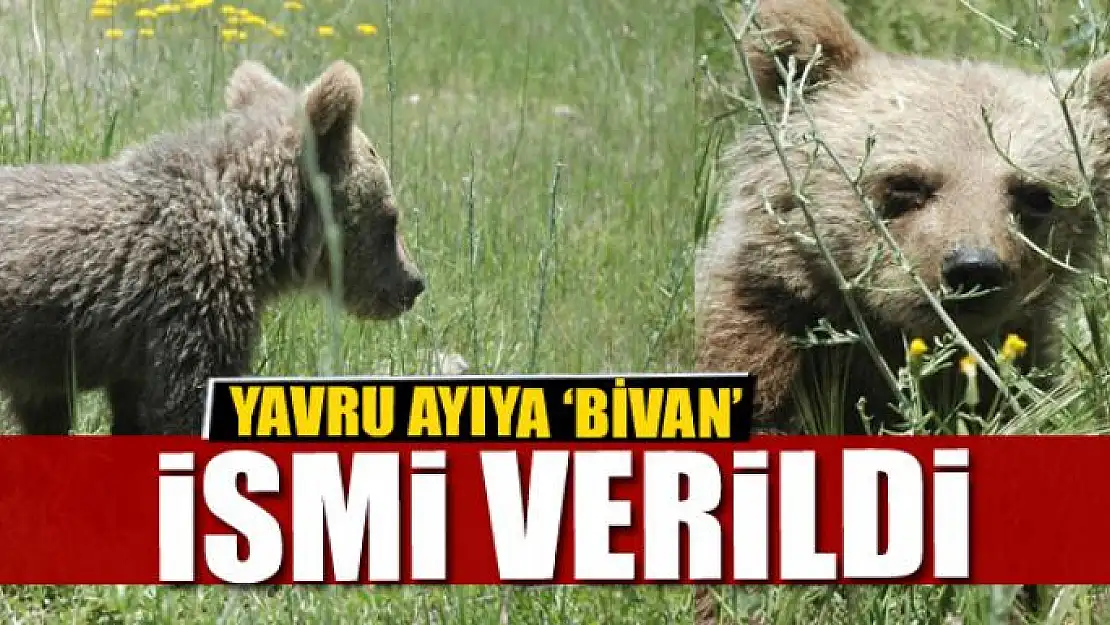 Yavru ayıya 'Bivan' ismi verildi