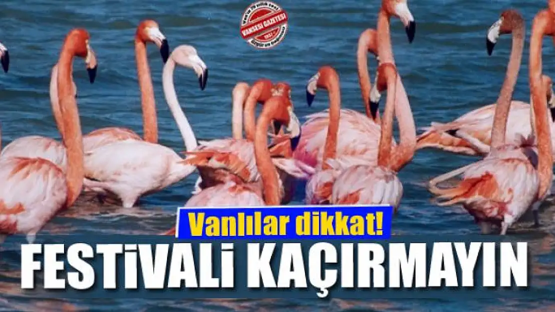 Flamingo Festivalini kaçırmayın