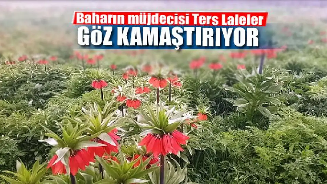 Baharın müjdecisi Ters Laleler göz kamaştırıyor