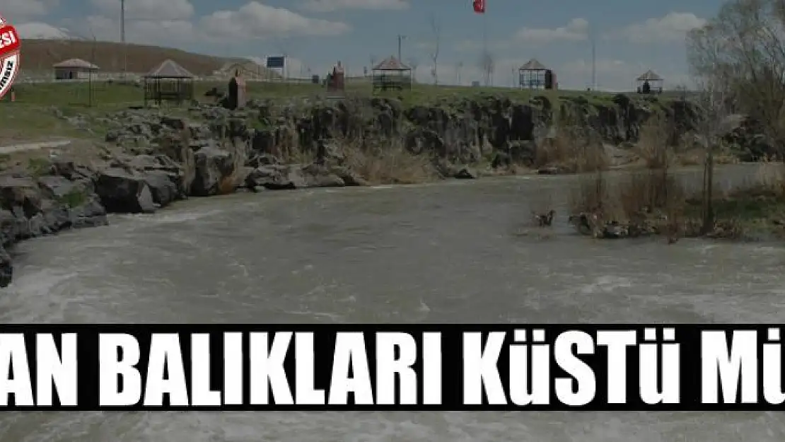 Van Balıkları Küstü mü?