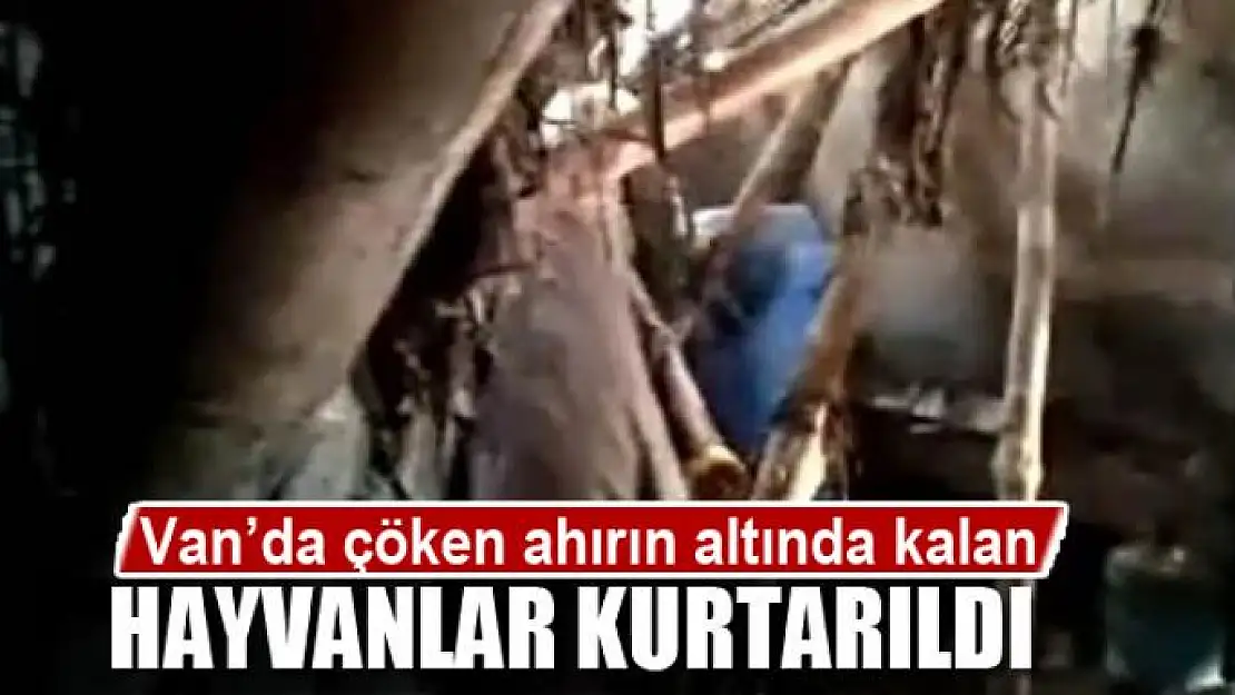 Van'da çöken ahırın altında kalan 22 küçükbaş hayvan kurtarıldı