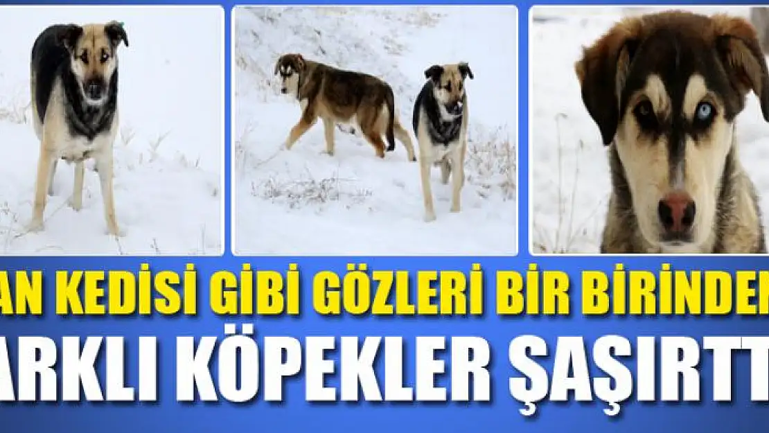 Van kedisi gibi gözleri bir birinden farklı köpekler şaşırttı