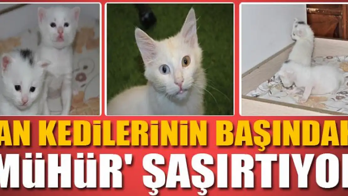 Van kedilerinin başındaki 'mühür' şaşırtıyor