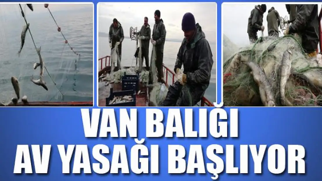 VAN BALIĞI AV YASAĞI BAŞLIYOR