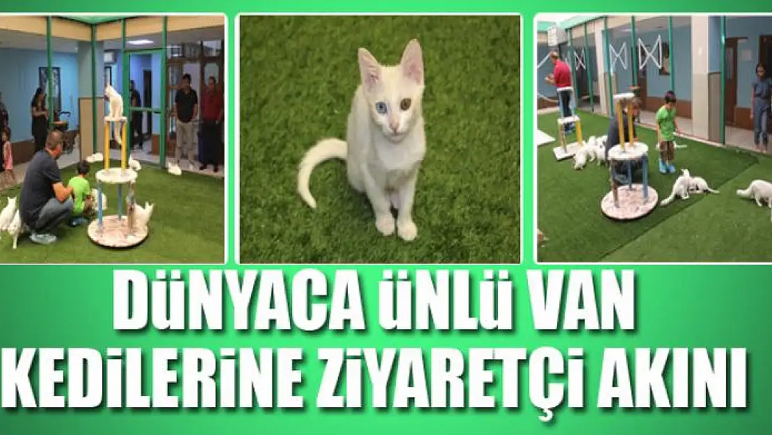 Dünyaca ünlü Van kedilerine ziyaretçi akını