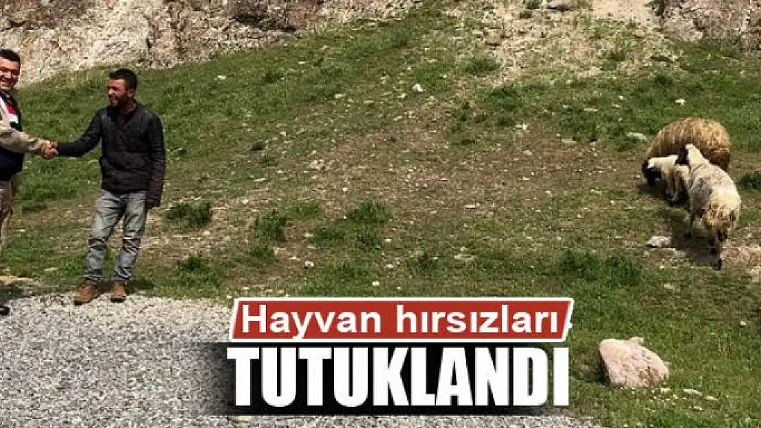 Hayvan hırsızları tutuklandı