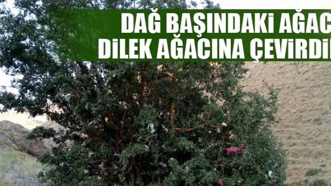 Dağ başındaki ağacı dilek ağacına çevirdiler