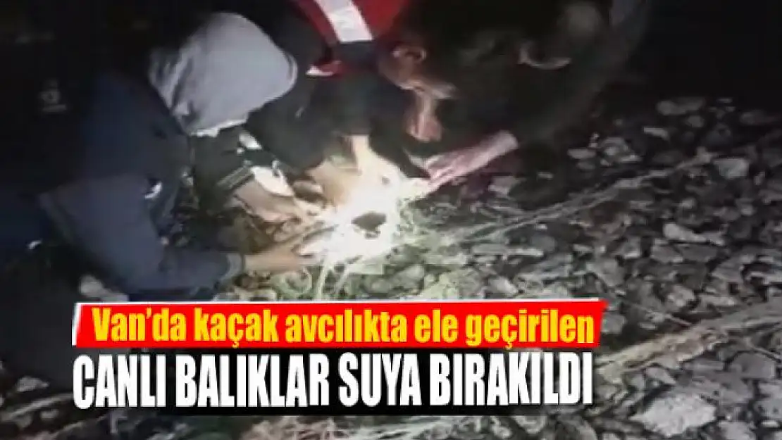 Van'da kaçak avcılıkta ele geçirilen canlı balıklar suya bırakıldı