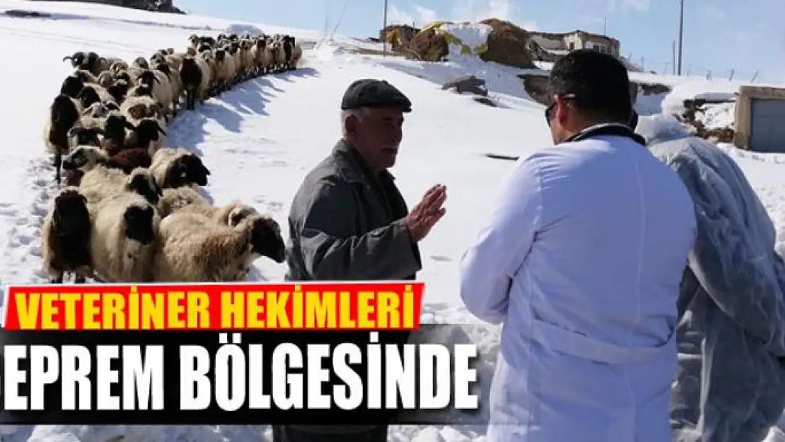 Veteriner hekimleri deprem bölgesinde