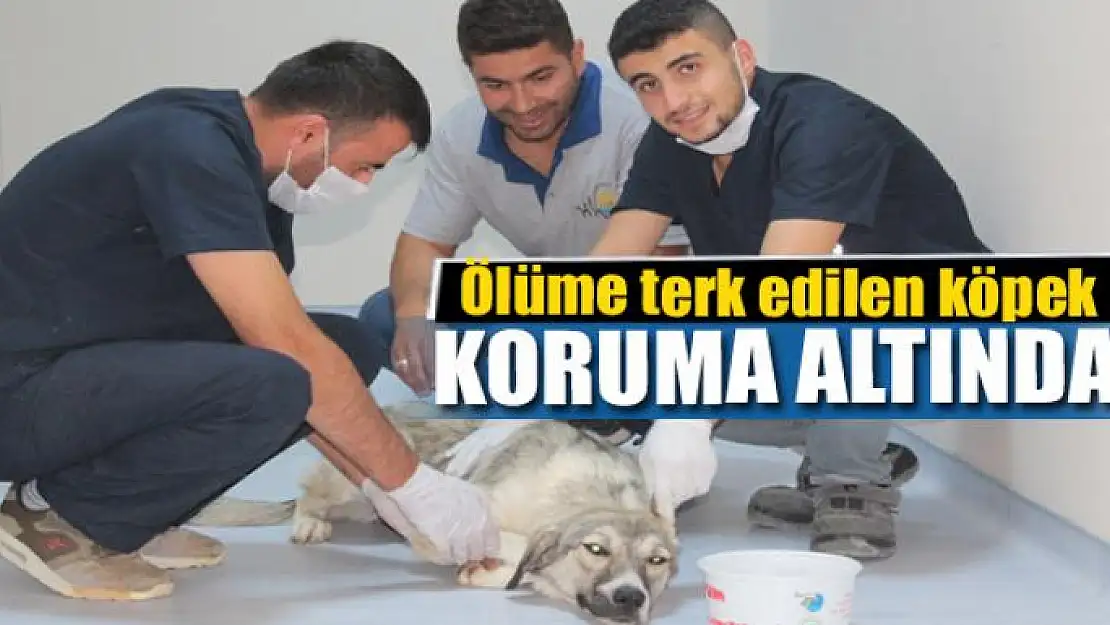 Ölüme terk edilen köpek koruma altında