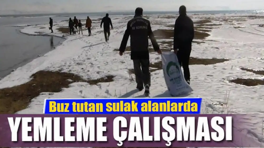 Buz tutan sulak alanlarda yemleme çalışması