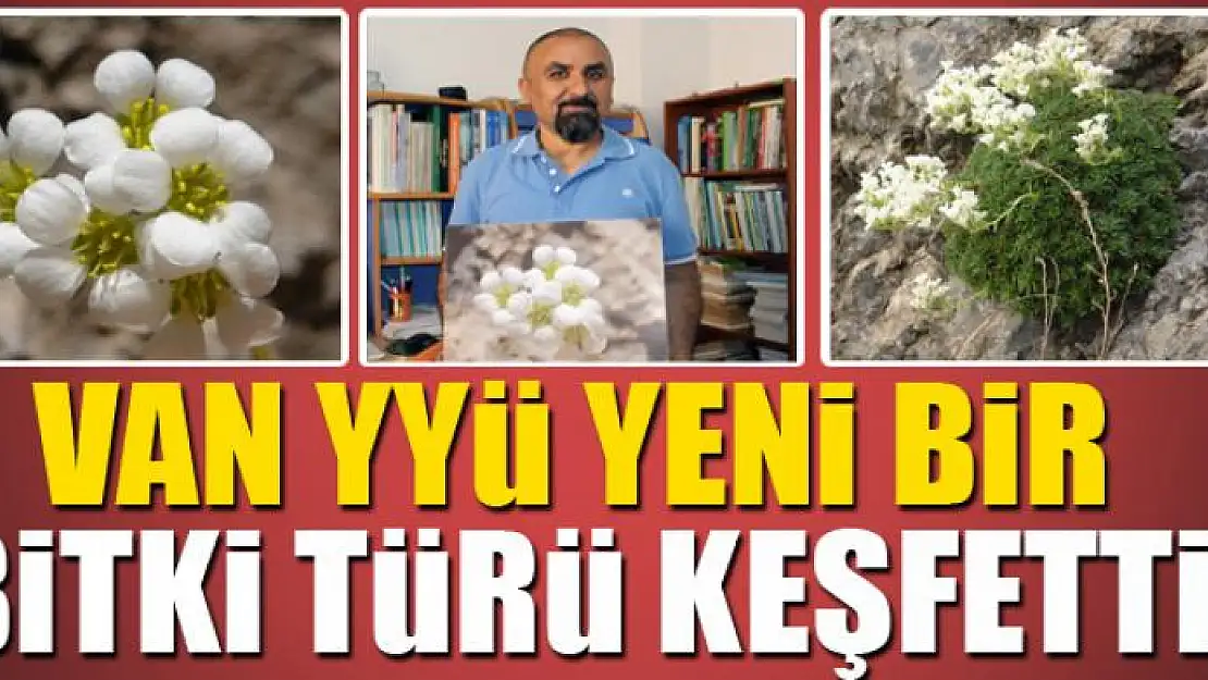 Van YYÜ yeni bir bitki türü keşfetti 