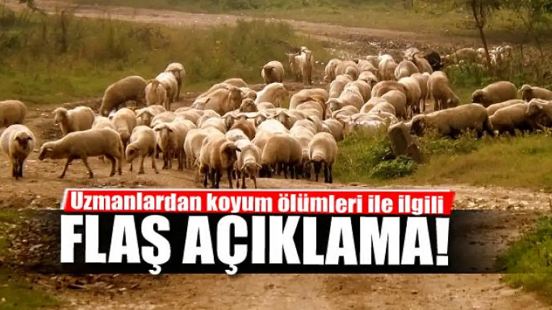 Uzmanlardan koyum ölümleri ile ilgili açıklama