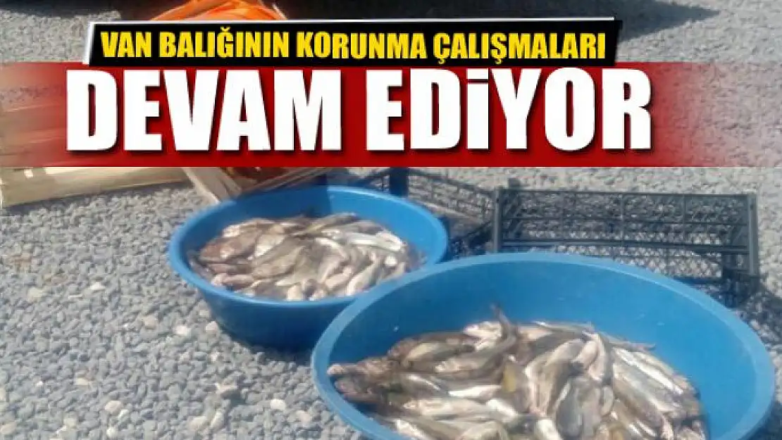 Van balığının korunma çalışmaları sürüyor