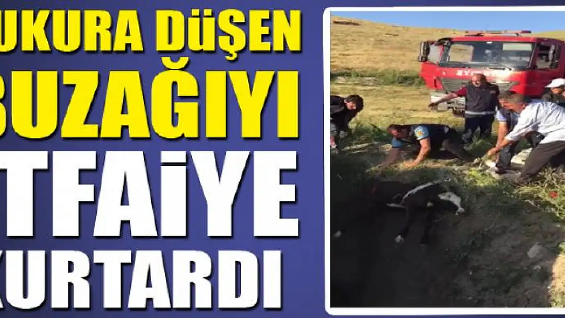 ÇUKURA DÜŞEN BUZAĞIYI İTFAİYE KURTARDI 