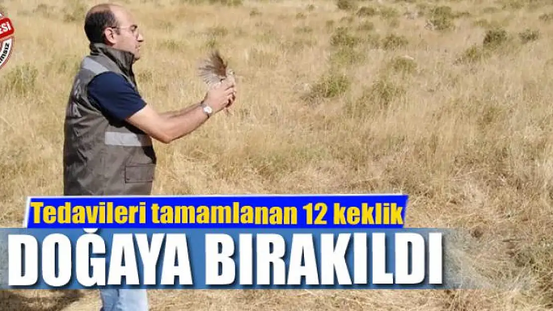 Tedavileri tamamlanan 12 keklik doğaya bırakıldı