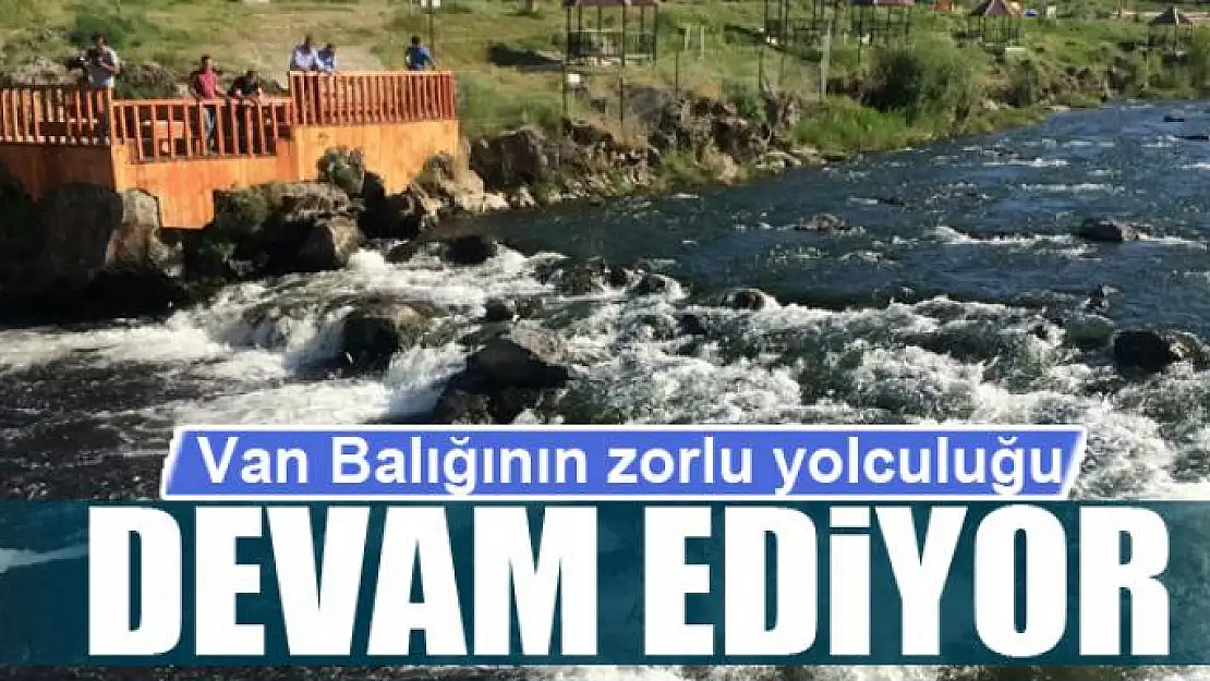 Van balığının zorlu yolculuğu devam ediyor