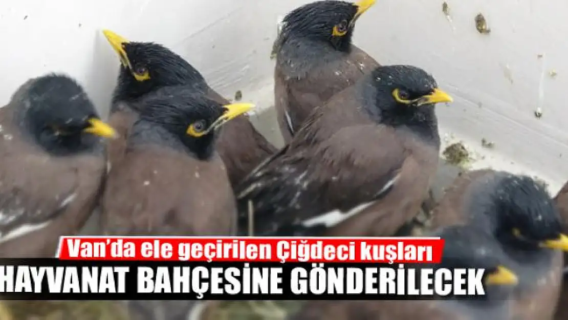 Van'da ele geçirilen Çiğdeci kuşları hayvanat bahçesine gönderilecek