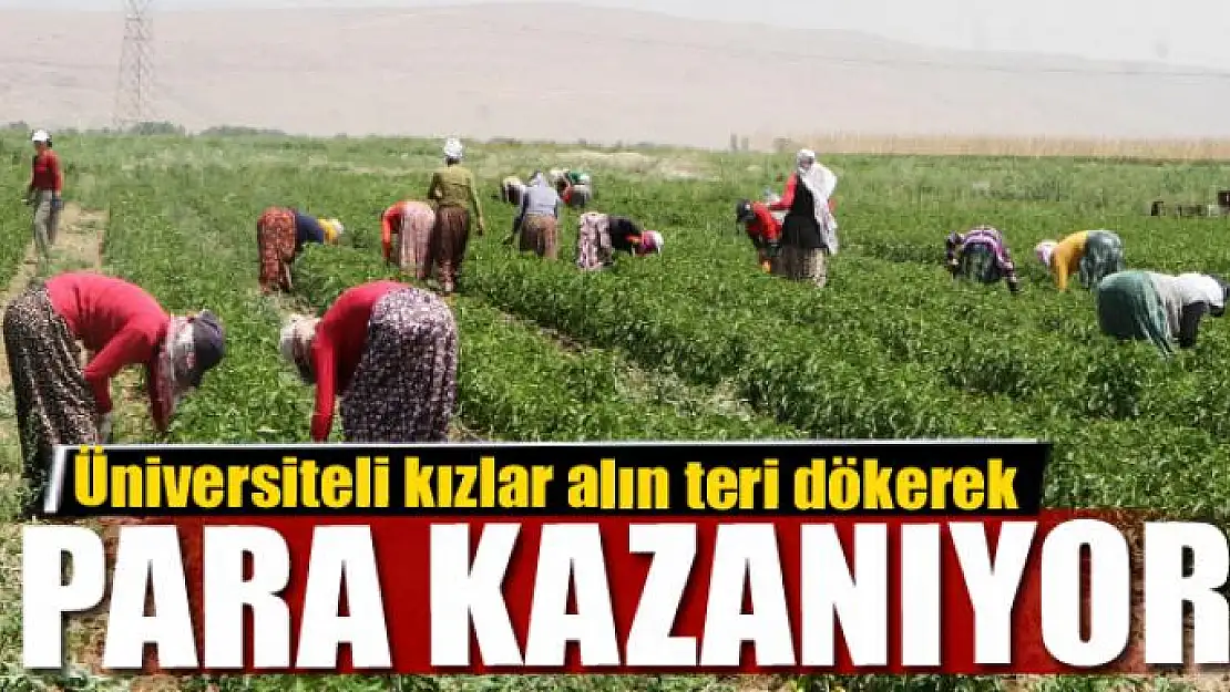 Üniversiteli kızlar alın teri dökerek para kazanıyor