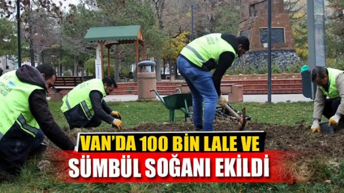 VAN'DA 100 BİN LALE VE SÜMBÜL SOĞANI EKİLDİ 